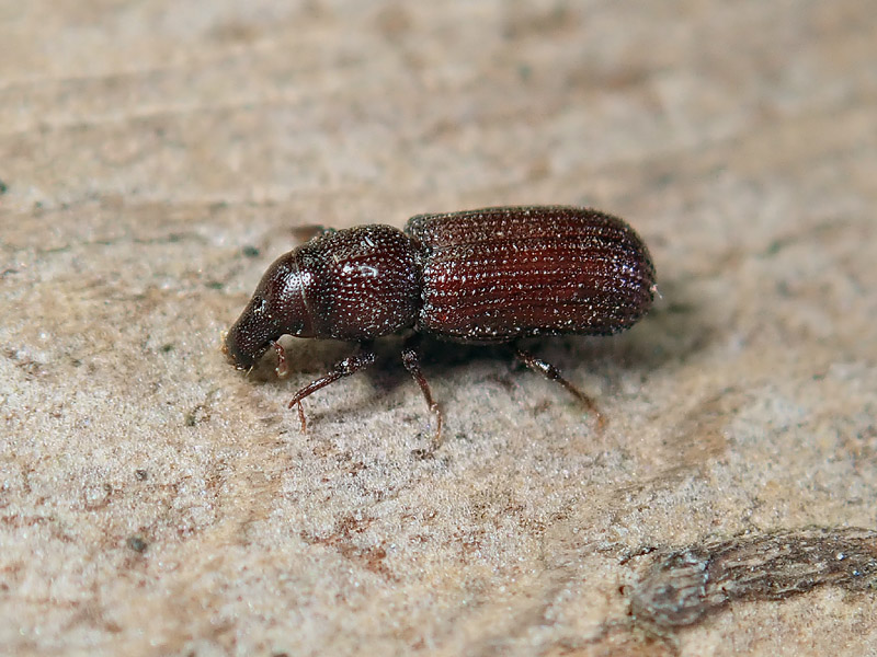 Curculionidae: Phloeophagus lignarius? No, Hexarthrum sp.